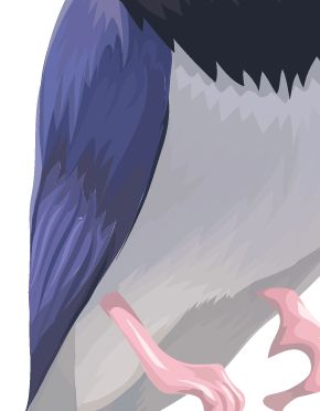 Illustrator CS5教程 用色阶画法绘制鸟类插画