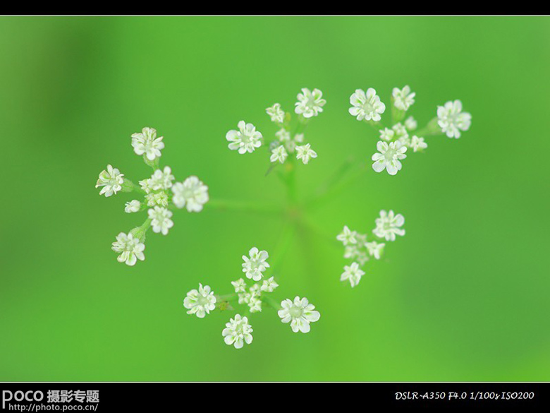 摄影基础教程 夏季花卉拍摄技巧