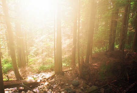 Photoshop图片处理教程 为树林图片添加透射阳光效果