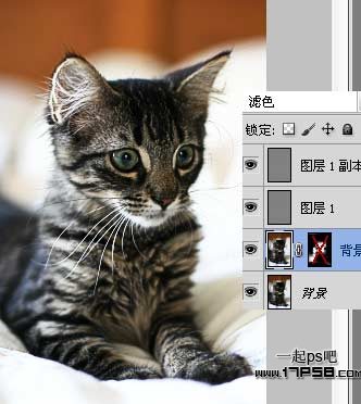 photoshop滤镜教程 提升小猫照片的清晰度