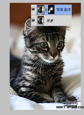 photoshop滤镜教程 提升小猫照片的清晰度