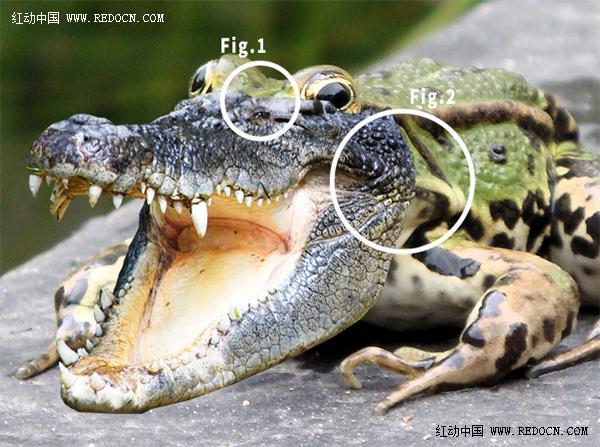 PS合成教程 超酷的鳄鱼头青蛙合成图 图4