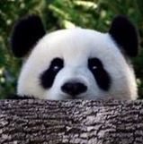 熊猫tv电脑版