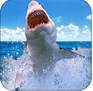 致命鲨鱼捕猎模拟iPhone版v1.1.1 最新苹果版