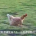 一只公鸡奔跑的表情包