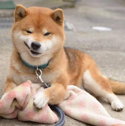 日本柴犬Ryuji图片表情包