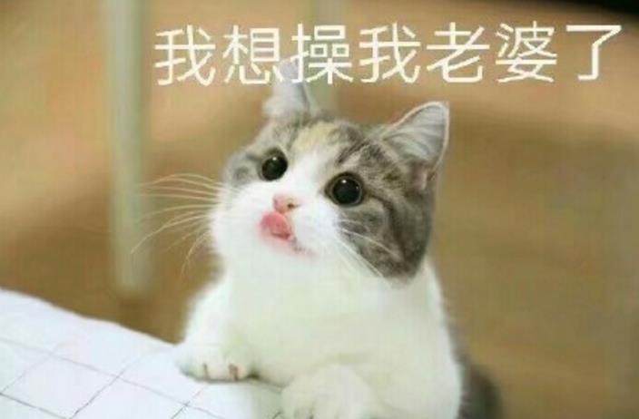 猫妻奴表情包