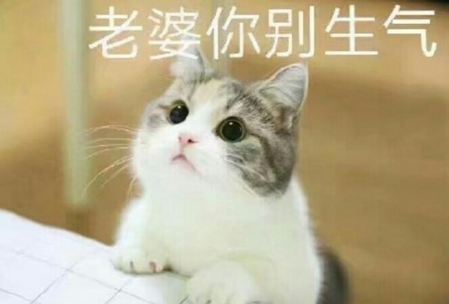 猫妻奴表情包