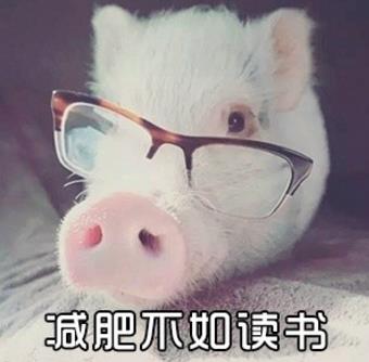 小猪猪减肥表情包4