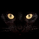 黑猫网页图片分析下载助手最新版
