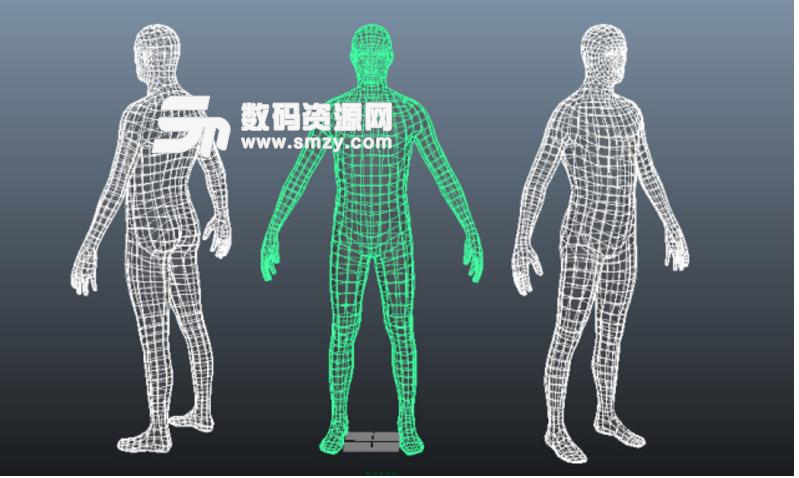 三维人体绿色版图谱