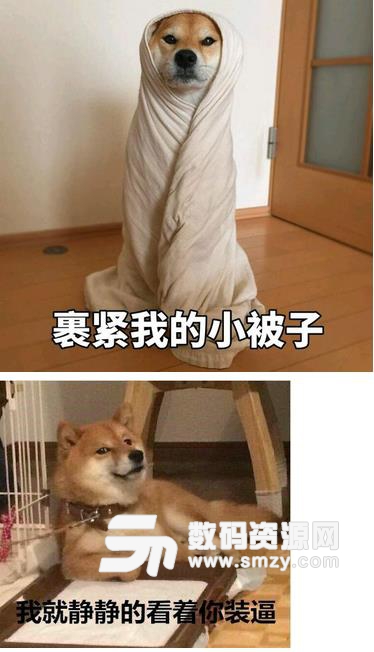 可爱的柴犬动态表情包下载