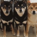 三只柴犬表情包
