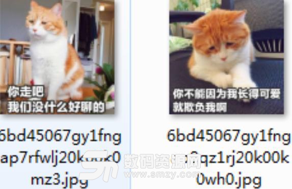 小猫咪带字表情包高清版下载