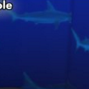 模拟人生4鲨鱼壁纸MOD