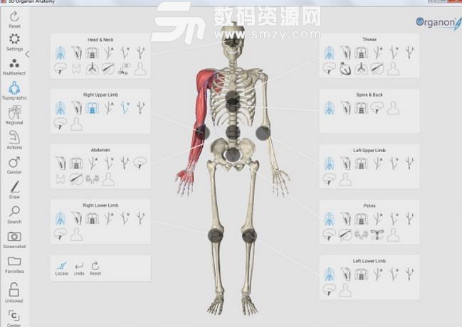 3d人体解剖软件免费pc版