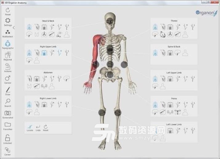 3D Organon Anatomy破解版