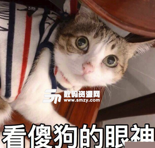 大猪蹄子你在吗喵星人表情包