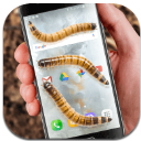Worm crawls on Phone joke手机版(蠕虫手机屏幕恶作剧) v1.2 APP安卓版