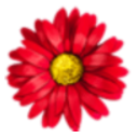 鲜花盒APP永久免费版(VIP可用版) v1.3 安卓版