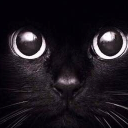 苹果黑猫睁眼动态壁纸无水印