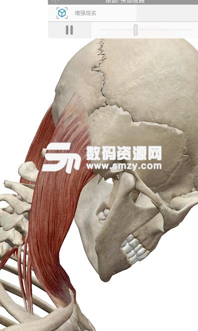 2019版人体解剖学图完整版(附Atlas数据包) 中文安卓版