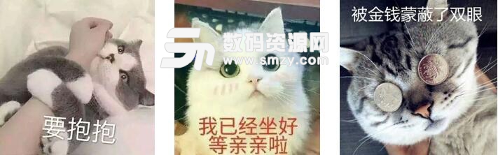 超萌猫咪可爱表情包