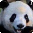 大熊猫认脸app苹果版(认猫神器) v1.1 ios版