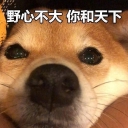 野心不大你和天下柴犬表情包高清版