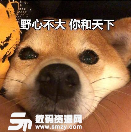 野心不大你和天下柴犬表情包高清版