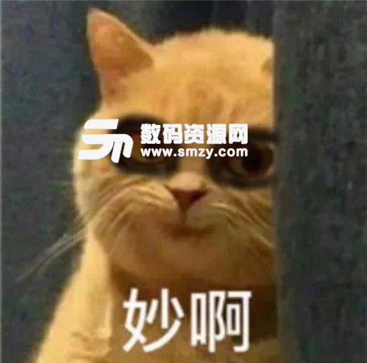 猫修仙熬夜表情包高清版下载