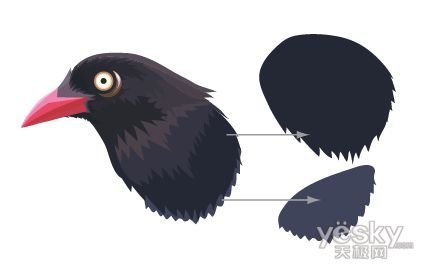 Illustrator CS5教程 用色阶画法绘制鸟类插画