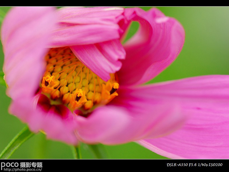 摄影基础教程 夏季花卉拍摄技巧