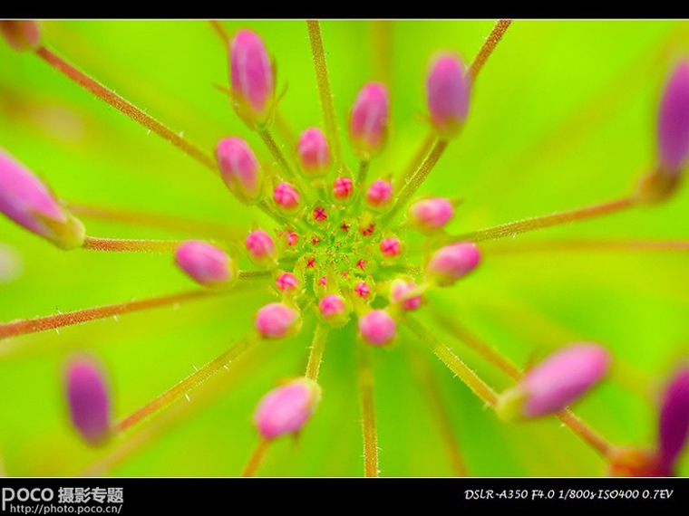 摄影基础教程 夏季花卉拍摄技巧