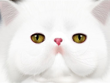 PS鼠绘教程 绘制可爱的白色小猫头像