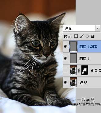 photoshop滤镜教程 提升小猫照片的清晰度