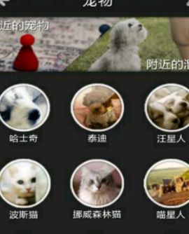 宠物约会Android版(给宠物找另一半) v3.1 安卓版