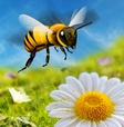蜜蜂攻击iPhone版(模拟昆虫类飞行手游) v1.1 IOS版
