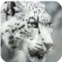 雪豹模拟器免费安卓版(真实的模拟大自然) v1.5 最新版