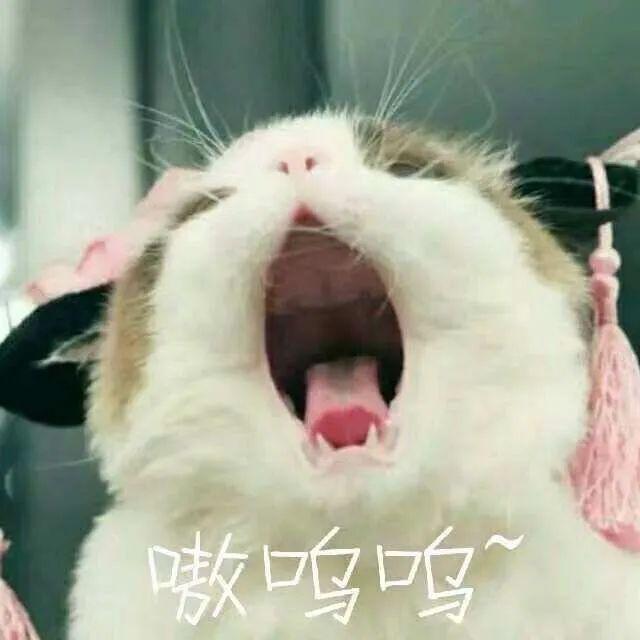 猫猫能有什么坏心眼呢是什么梗？猫猫能有什么坏心眼呢表情包[多图]图片3