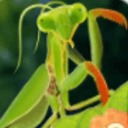 野生螳螂模拟器安卓版(模拟养成游戏) v1.3.0 手机版