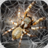 蜘蛛模拟生存免费版(模拟经营) v1.3 手机版