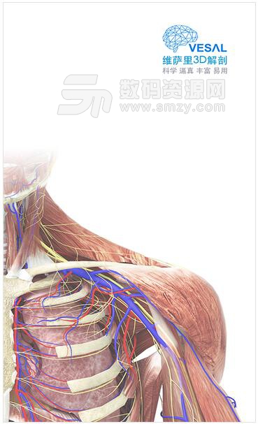 维萨里3D解剖安卓手机版