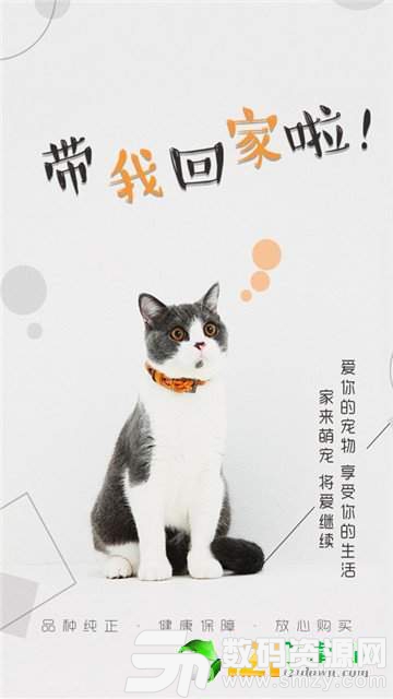 猫行狗市图1