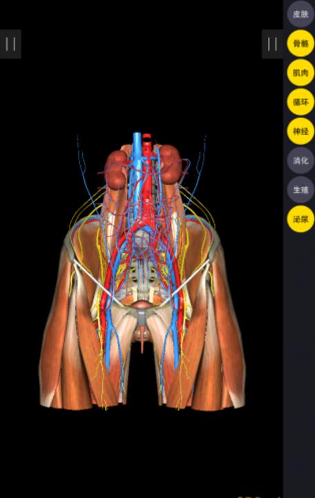 3Dbody解剖完美版