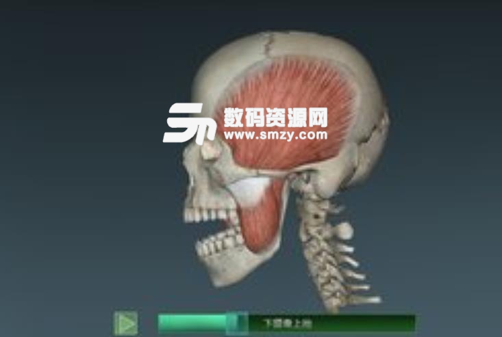 人体解剖学图集3D