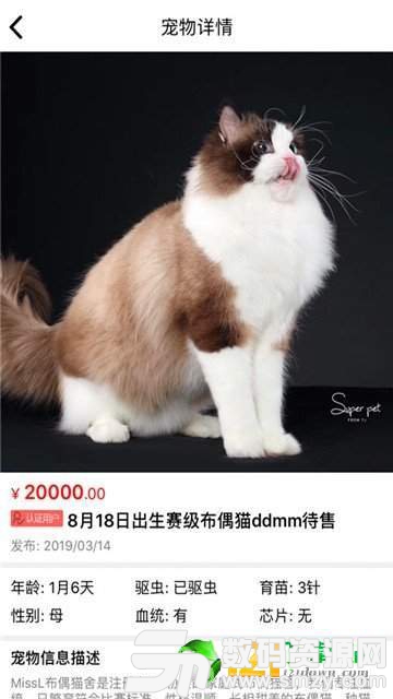 猫行狗市图4