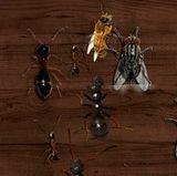 3D疯狂打蚂蚁手机版(益智休闲)  免费版