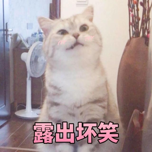 猫猫能有什么坏心眼呢是什么梗？猫猫能有什么坏心眼呢表情包[多图]图片1