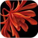 醉美南红app(珠宝艺术品拍卖软件) v1.2.0 安卓版